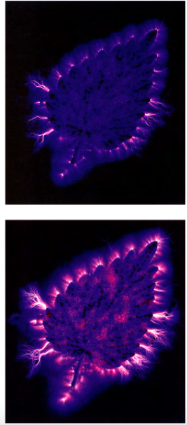 Deux images d'une même feuille. En haut, la feuille brute. En bas, la feuille après avoir été traitée par un magnétiseur. (source Kirlian)